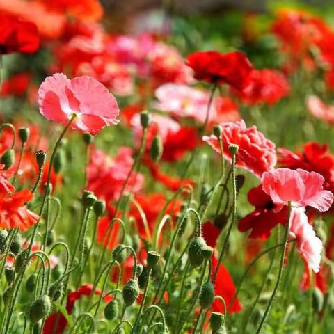 摇曳多姿虞美人