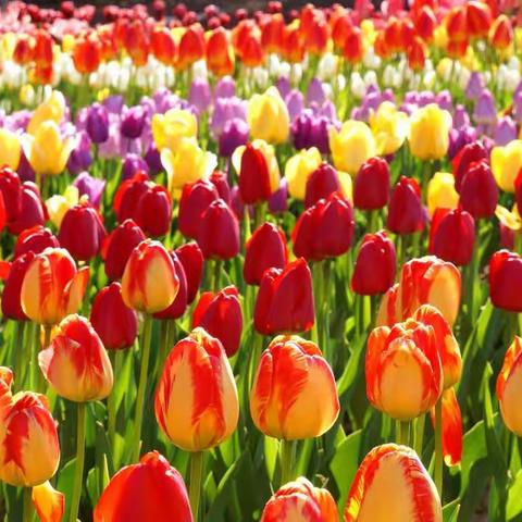 世界名花郁金香