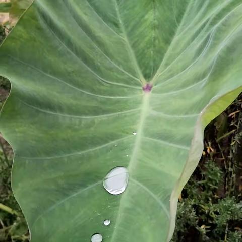 飘香的荔浦芋头