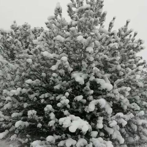 雪花飘飘