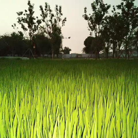 绿油油的稻田