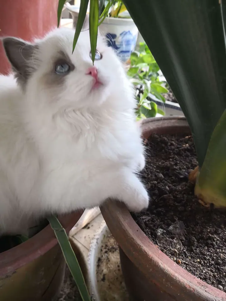 大白是只木偶猫