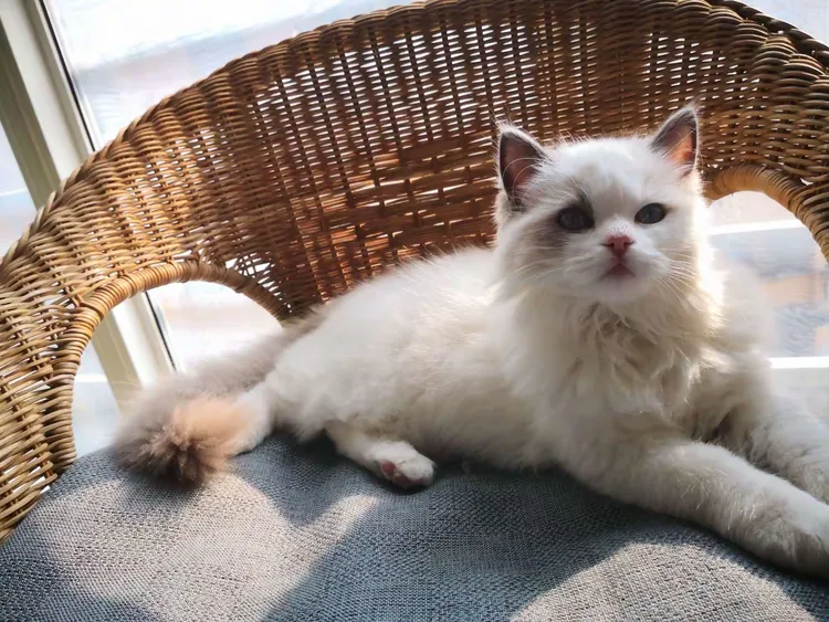 大白是只木偶猫