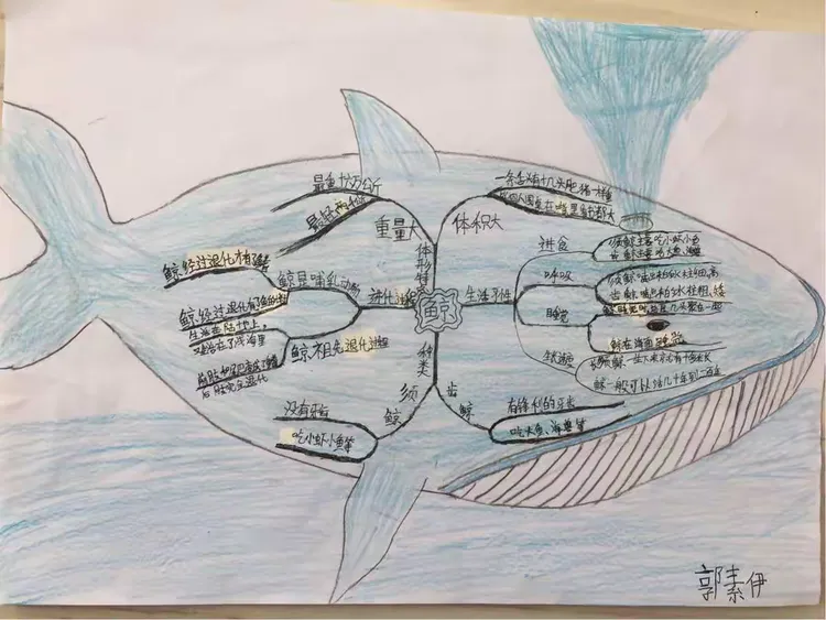 孩子们用思维导图呈现了《鲸》这一课的内容,真是美哉!