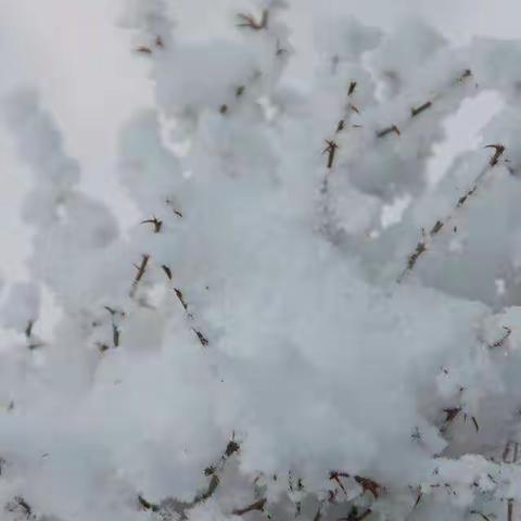 雪