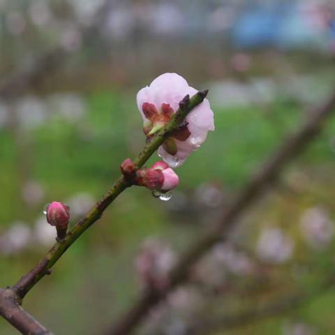 雨后寒梅