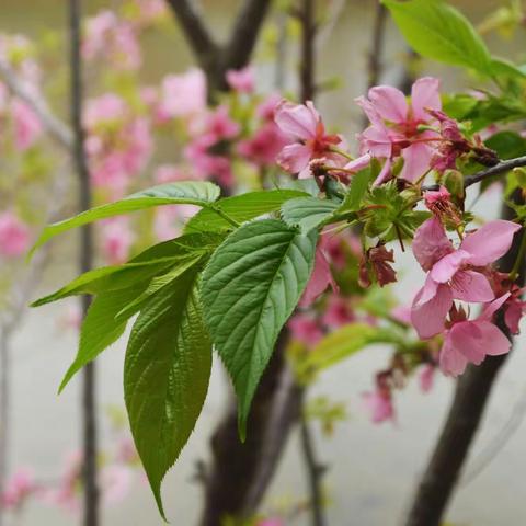 落花时节又逢君