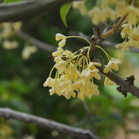 人闲桂花落