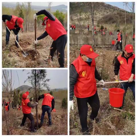 市直机关党委周末开展义务植树活动