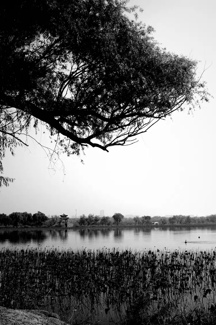 颐和园•秋天的影像诗•黑白摄影