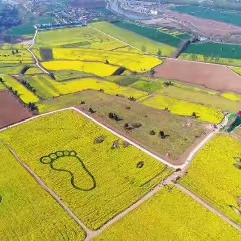 春光正好，莫负花期 ——武功古城万亩油菜花海邀您共享