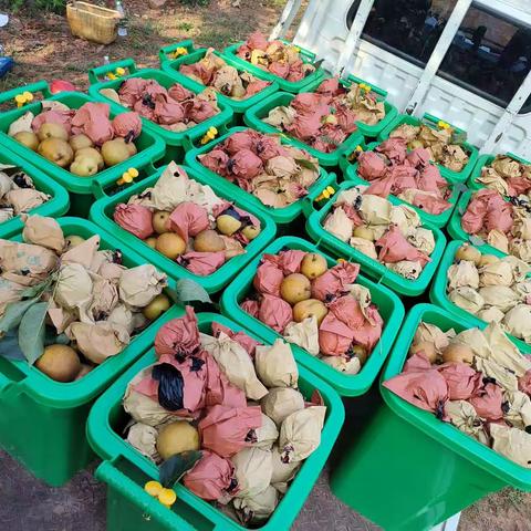 童市镇合旺村"油榨洞"黄梨开园啦！！！