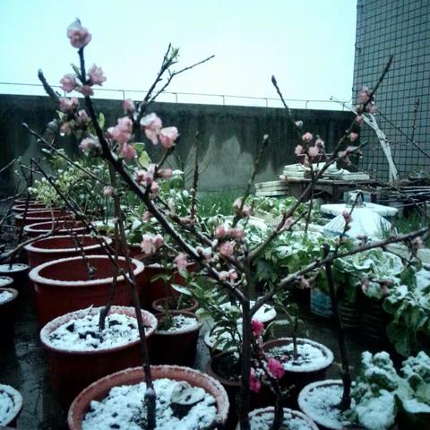 桃花雪