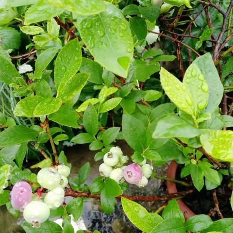 雨后理解了一个词——娇滴！