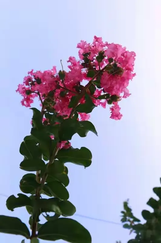 我与紫薇🈶️个约会