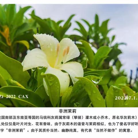 花花世界—2022年7月（非洲茉莉）