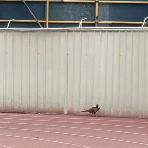 保护野生动物 共建和谐生态