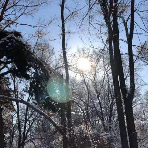 沈阳清昭陵大雪后美景尽收眼底