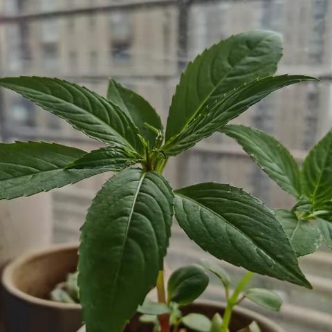 凤仙花成长记