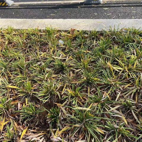 2022年11月23日齐鲁监理A包养护巡查报告