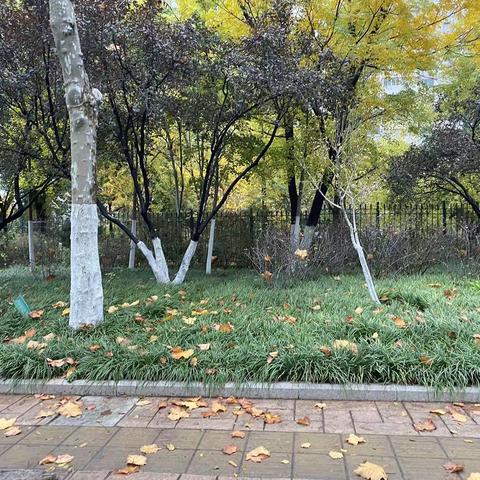 2022年11月12日齐鲁监理A包养护巡查报告