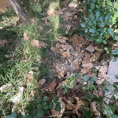 2022年11月17日齐鲁监理A包养护巡查报告