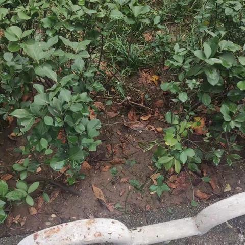 2022年11月22日齐鲁监理A包养护巡查报告