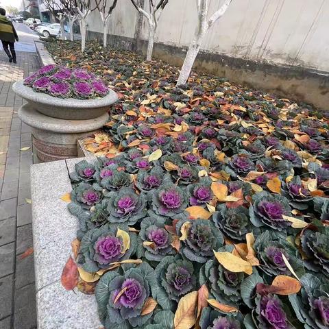 2022年11月25日齐鲁监理A包养护巡查报告