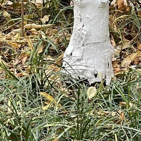 2022年11月18日齐鲁监理A包养护巡查报告