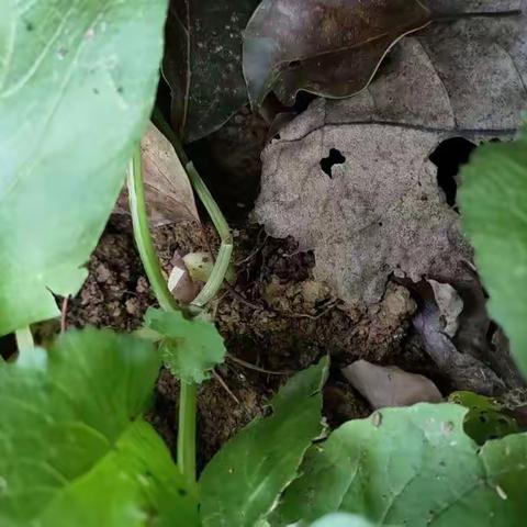 🌱小小种植，大大收获