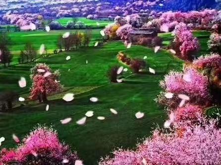 【原创诗歌】 花瓣落地的声音——写于鲁朗凌云客