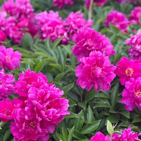 红色文化旅游圣地