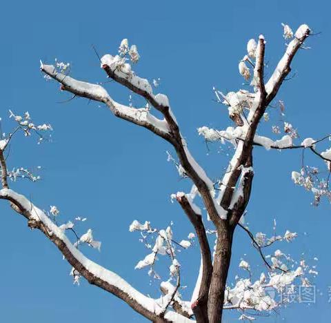 太阳三班《冬天的树》手工贴画活动