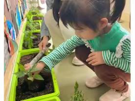 红缨甘蔗幼儿园植树节活动