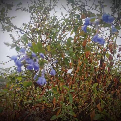 💦一念秋风起，一念秋雨落💦卡梅拉博苑儿童之家 IC班自然教育课——收集雨滴🌧