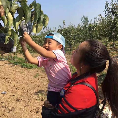 秋收采摘收获满满——幸福童年七幼幼儿秋游活动