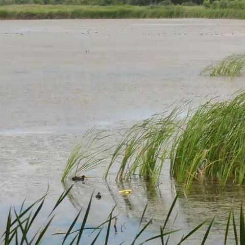 野鸭湖国家湿地公园