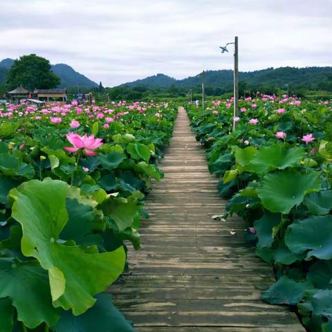 荷叶田田 荷花鲜鲜