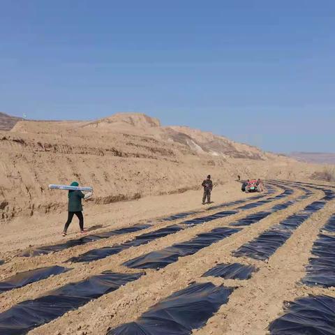 阳川镇春覆膜工作有序开展