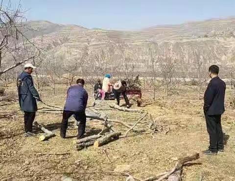 阳川镇：老果园改造按下“加速键”