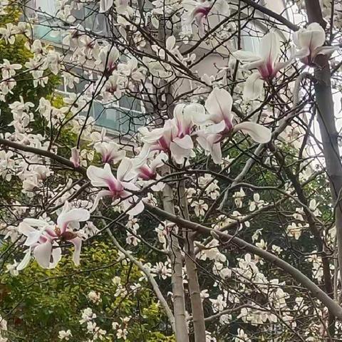 玉兰飘香里的动人时刻2