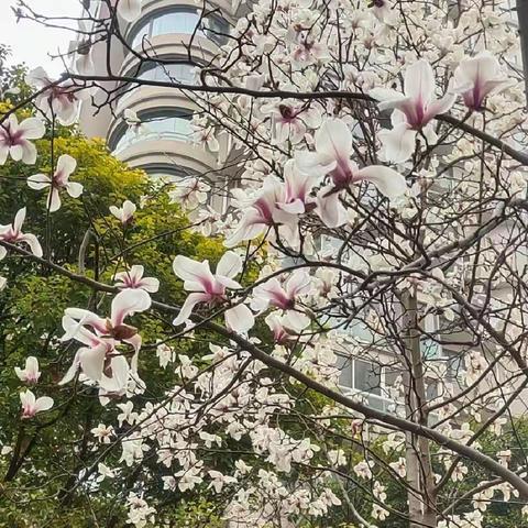 玉兰飘香里的动人时刻1