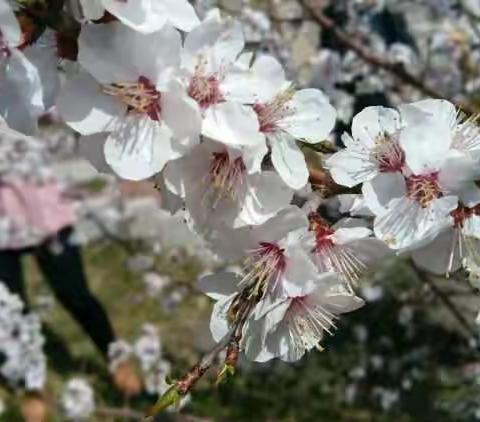 八楞山赏花