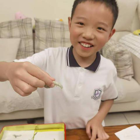 蚕的一生----春日养蚕记