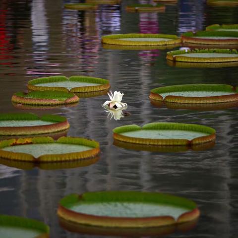 植物园（看花）