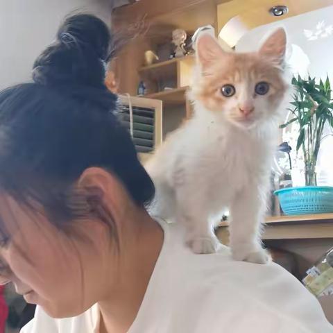 捡回一只小橘猫