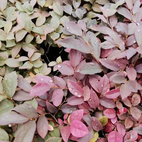 卢老----是你把我推到第一线，开拓了我的人生新天地