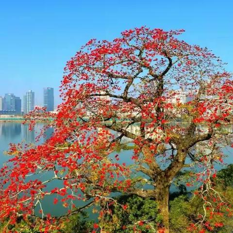 🌴…环境特别清静、雅致、是悠闲运动的好地方