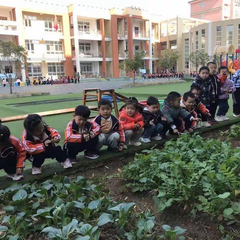 小小种植区，快乐伴成长