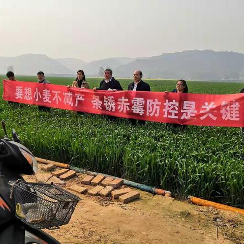 省小麦“两病一寒”防控专家指导组到我市指导小麦病虫害防控工作